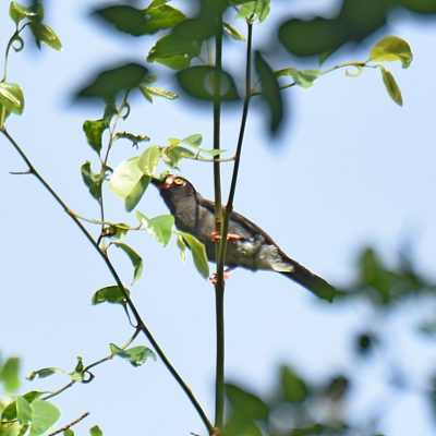 Coutada 11, Sofala, Mozambique - 16 December 2022