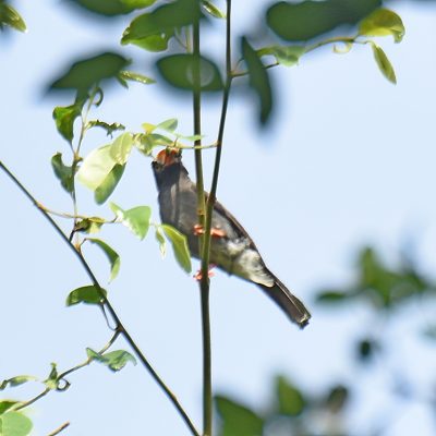 Coutada 11, Sofala, Mozambique - 16 December 2022