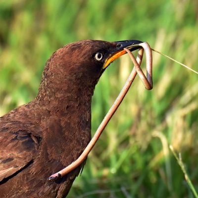 Rietvlei Nature Reserve, Gauteng   - December 2019