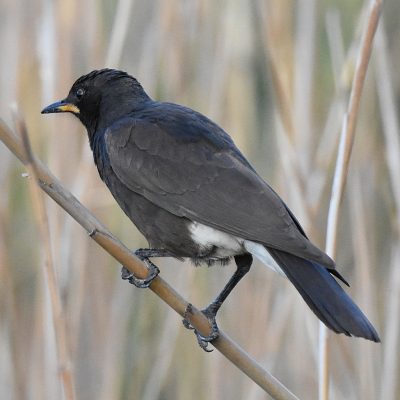 Karoo National Park, Western Cape - 20 September 2022