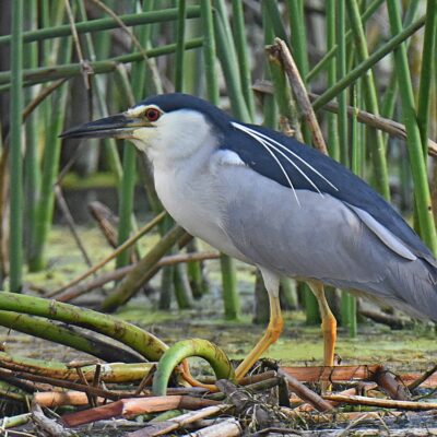 Kwendalo, Plettenberg Bay, Western Cape - December 2024