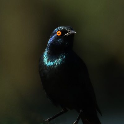 Zwartkop Country Club, Gauteng - February 2020