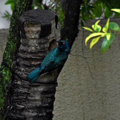 Norscott Slopes Secure Village, December 2019