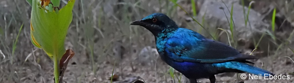 Starling, Miombo Blue-eared