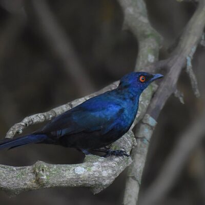 (Notice RED eye, usually when alarmed), Island Nature Reserve, The hide, Port Elizabeth - April 2026