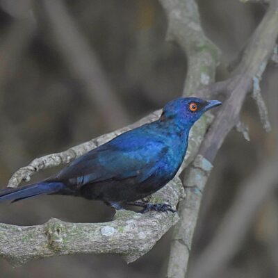 (Notice RED eye, usually when alarmed), Island Nature Reserve, The hide, Port Elizabeth - April 2026