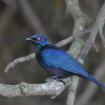 Island Nature Reserve, The Hide, Port Elizabeth - April 2026 - (Notice yellow eye)
