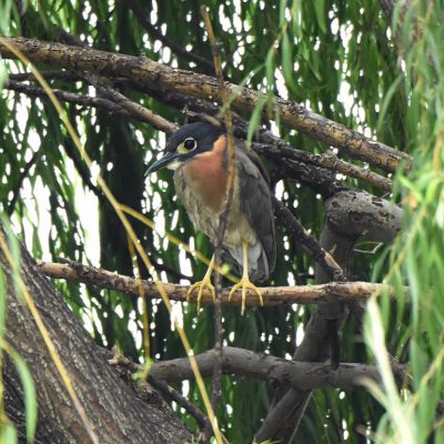 Cedar Lakes, Gauteng - February 2020