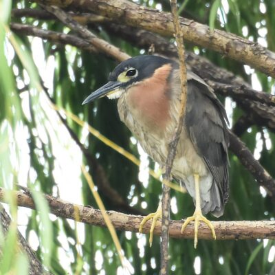 Cedar Lakes, Gauteng - February 2020