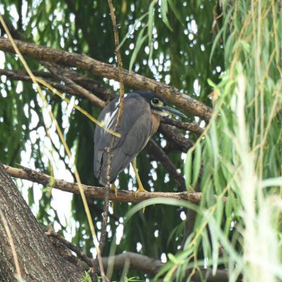 Cedar Lakes, Gauteng - February 2020