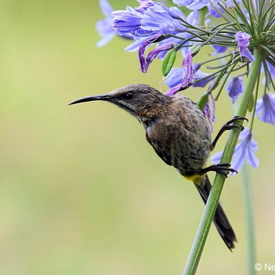 Plettenberg Bay,  December 2014