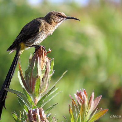 Van Stadens Wild Flower Reserve, Port Elizabeth, Eastern Cape - November 2022