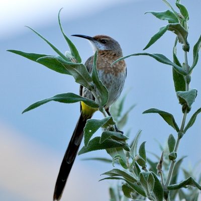 Thendele Camp, Drakensberg.   Royal Natal National Park - December 2011