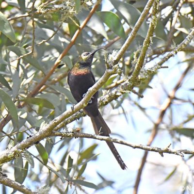 Eastern highlands Zimbabwe, Seldomseen - 1 Jan 2018