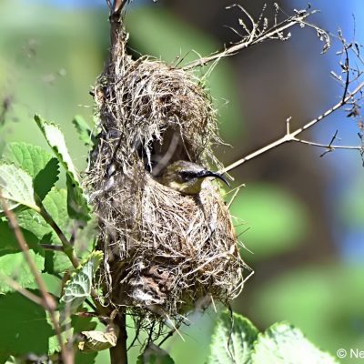 Eastern highlands Zimbabwe, Seldomseen - 1 Jan 2018