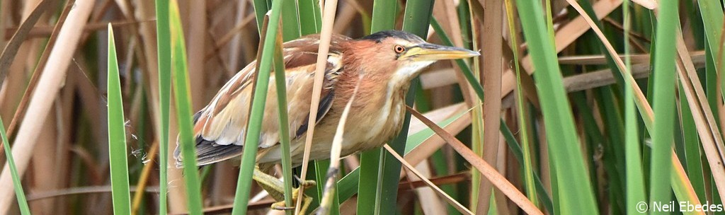 Bittern,  Little