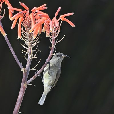 Plettenberg Bay, Western Cape -  August 2022