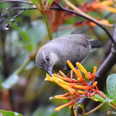 St Martins, Harare - 22 Dec 2017