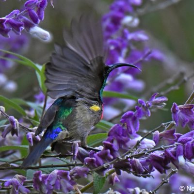 St Martins, Harare - 22 Dec 2017 (shows blue rump)