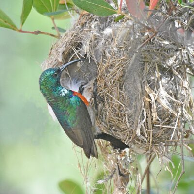Robberg Nature reserve, Plettenberg Bay - July 2024