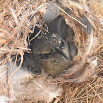 Robberg Nature reserve, Plettenberg Bay - July 2024