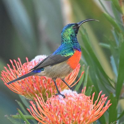 Plettenberg Bay, Western Cape - June 2021