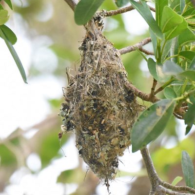 Kwendalo, Plettenberg Bay, Western Cape - December 2023