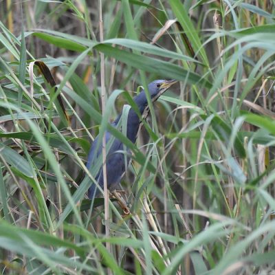 Addo Elephant National Park, March 2022