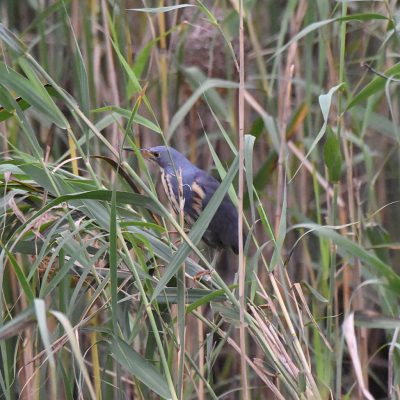 Addo Elephant National Park, March 2022