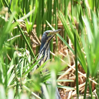 Walter Sisulu Botanical Gardens, Gauteng - November 2020