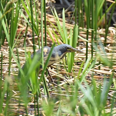 Walter Sisulu Botanical Gardens, Gauteng - November 2020