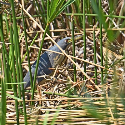 Walter Sisulu Botanical Gardens, Gauteng - November 2020