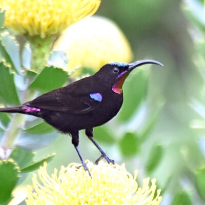 Bella Vista, Plettenberg Bay, Western Cape - September 2025