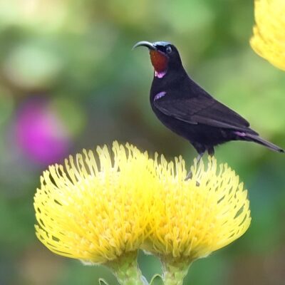 Bella Vista, Plettenberg Bay, Western Cape - September 2025