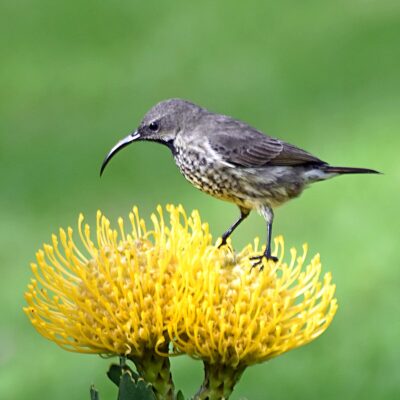 immature male /  Bella Vista, Plettenberg Bay, Western Cape - September 2025
