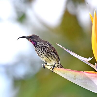 'Eclipse' male /  Bella Vista, Plettenberg Bay, Western Cape - September 2025