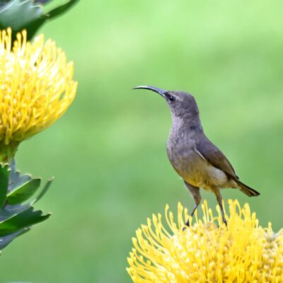 Bella Vista, Plettenberg Bay, Western Cape - September 2025