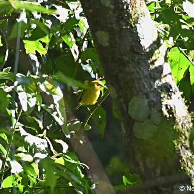 Aberfoyle,  Zimbabwe - 30 Dec 2017