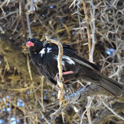 Caprivi House-boat Safari Lodge April 2017