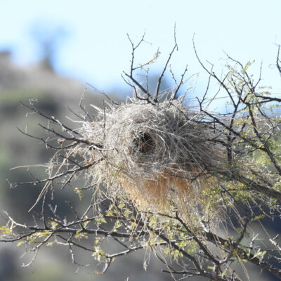 Mountain Zebra National Park, Eastern Cape - December 2024