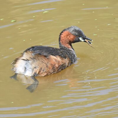 Kwendalo, Plettenberg Bay, Western Cape - January 2025