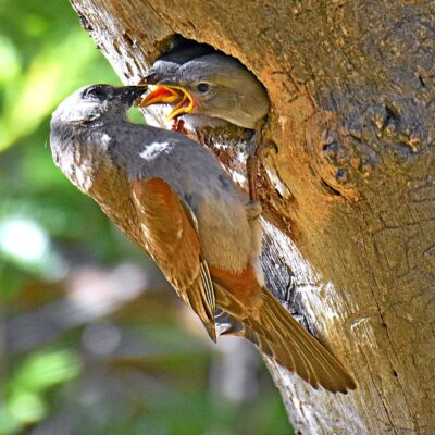 Mountain Zebra National Park, Eastern Cape - December 2024