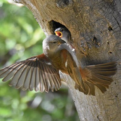 Mountain Zebra National Park, Eastern Cape - December 2024
