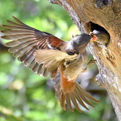 Mountain Zebra National Park, Eastern Cape - December 2024