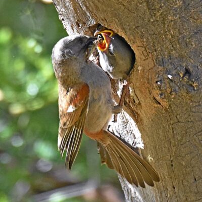 Mountain Zebra National Park, Eastern Cape - December 2024