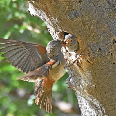 Mountain Zebra National Park, Eastern Cape - December 2024