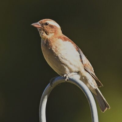 Mountain Zebra NP, Eastern Cape - December 2024