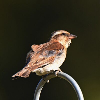 Mountain Zebra NP, Eastern Cape - December 2024