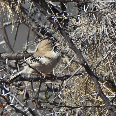 Mountain Zebra National Park, Eastern Cape, South Africa -13 July 2022