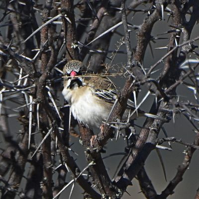 Mountain Zebra National Park, Eastern Cape, South Africa -13 July 2022